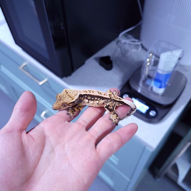 트라이