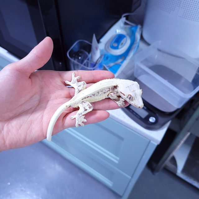 레드 릴리화이트