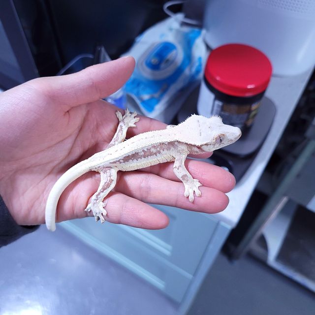 레드 릴리화이트