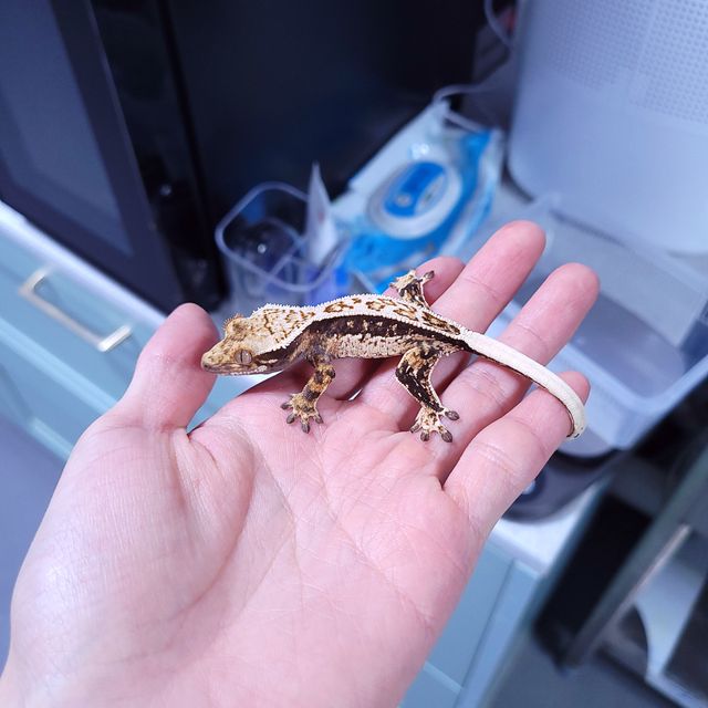 풀핀 트라이