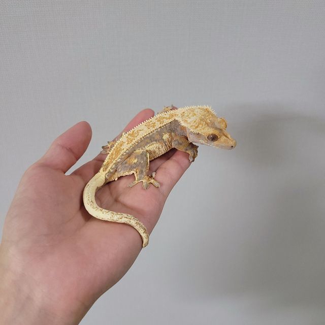 레이지 풀핀 드리피