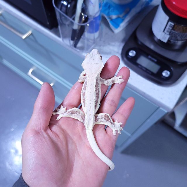 레드 릴리화이트