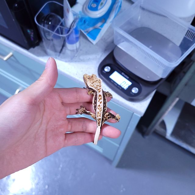 풀핀 트라이