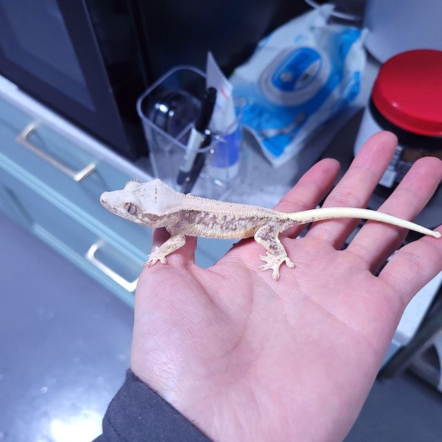 릴리화이트
