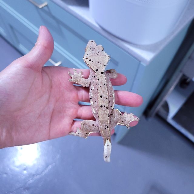 레이지 슈퍼달마시안