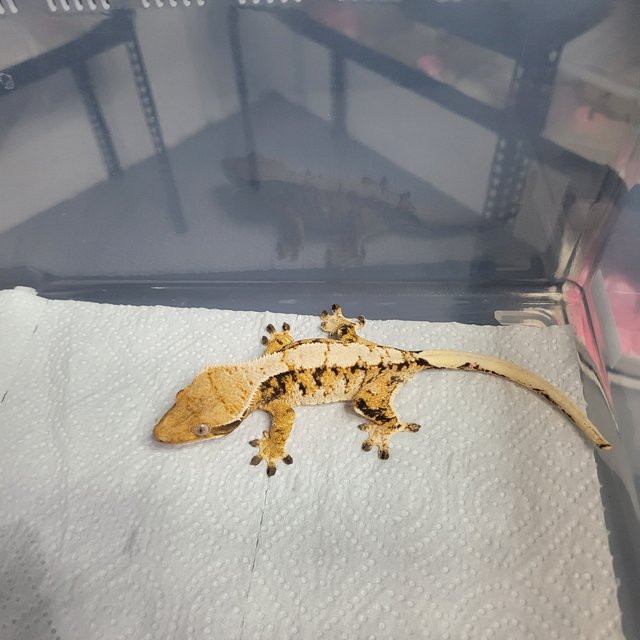 트라이 익스트림할리퀸