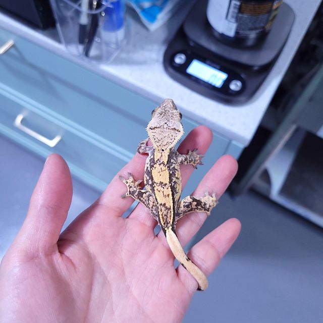 트라이