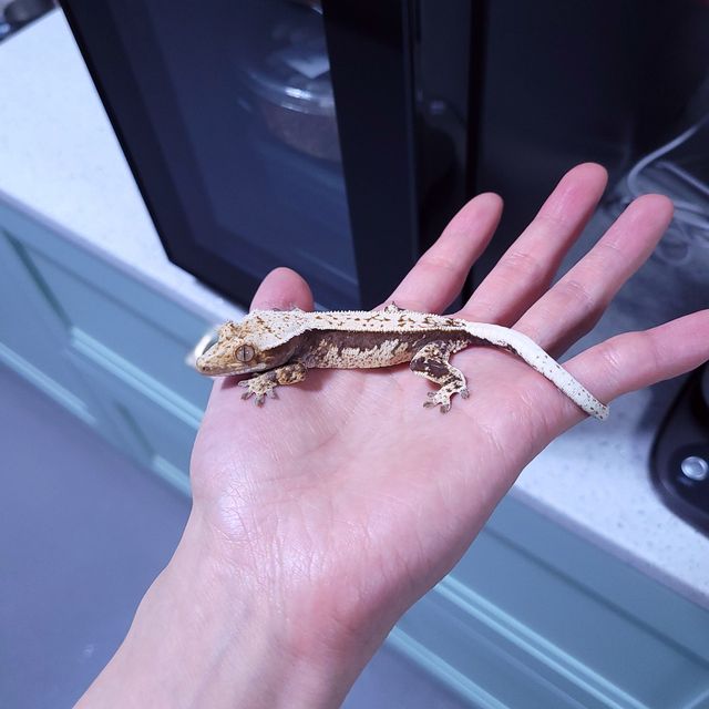 핀스트라이프