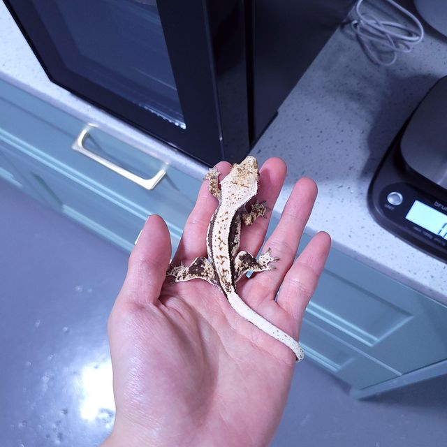 핀스트라이프
