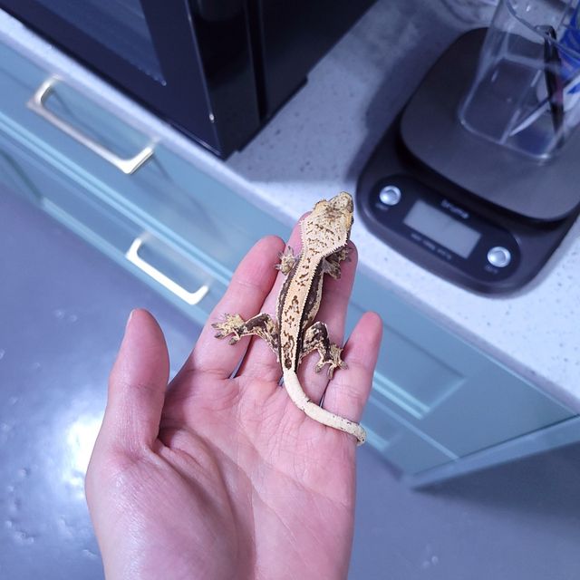 트라이 핀스트라이프