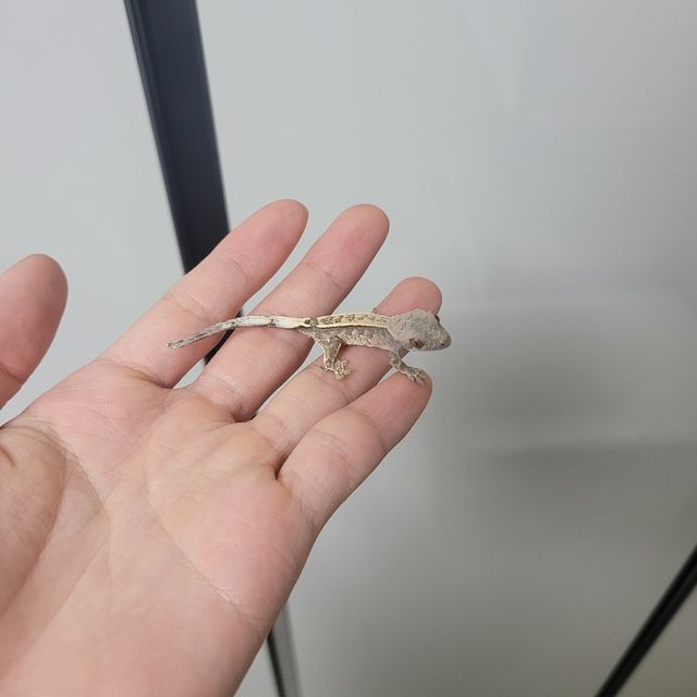 카푸치노
