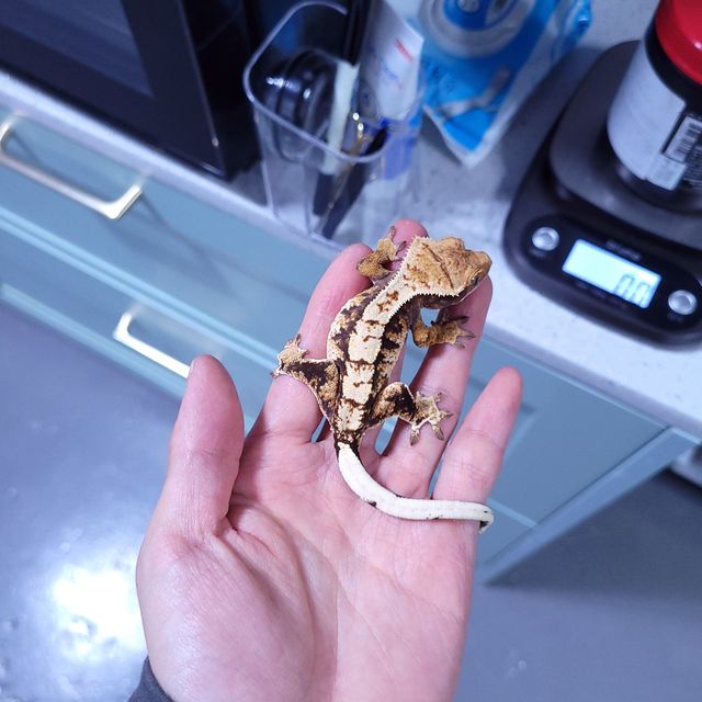 트라이 익스트림할리퀸