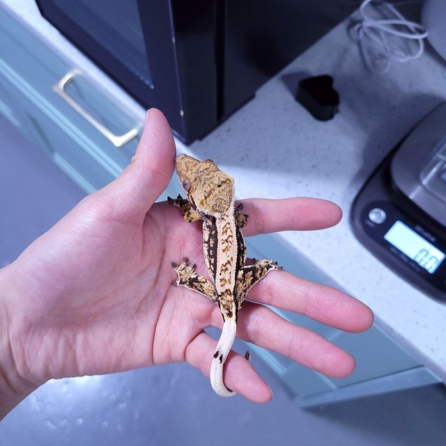 트라이