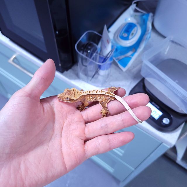트라이