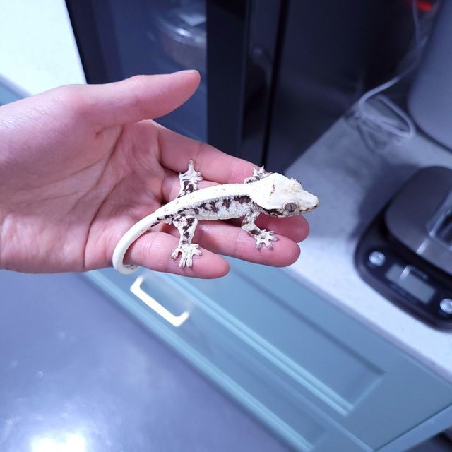 릴리화이트