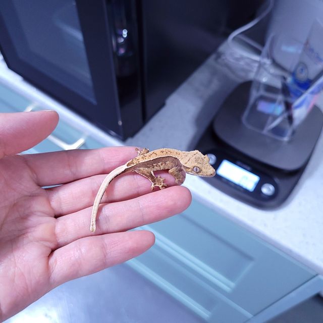 트라이 핀스트라이프