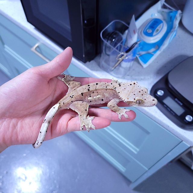 레이지 레드 달마시안