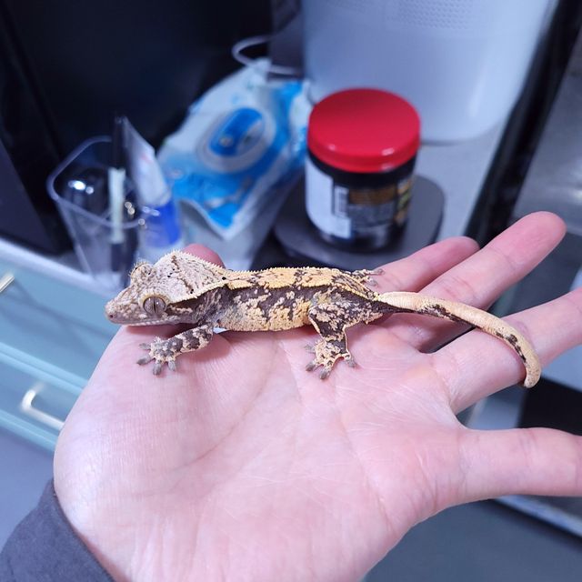 트라이