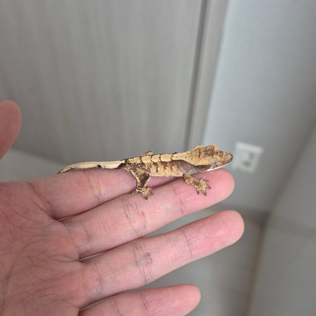 노멀 트라이 익스트림할리퀸