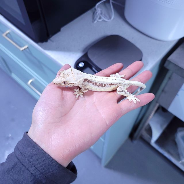 레드 릴리화이트