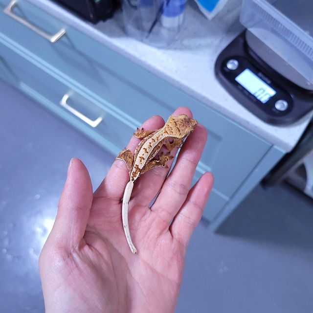 트라이