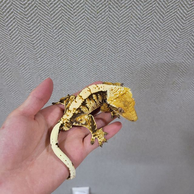 레이지 트라이 익스트림할리퀸