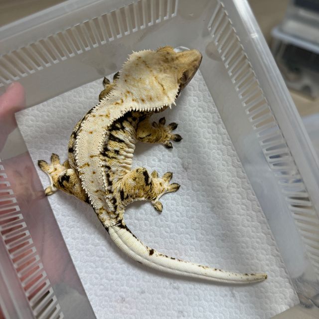트라이