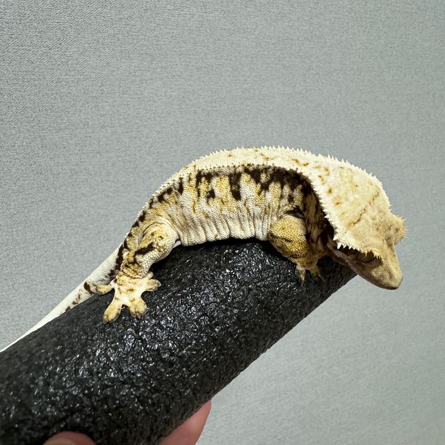 트라이