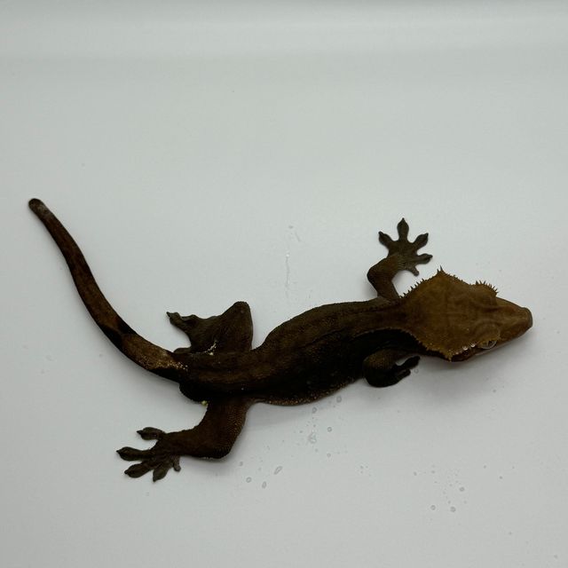 팬텀 챠콜 알티