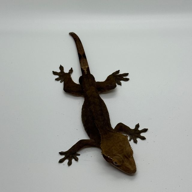 팬텀 챠콜 알티