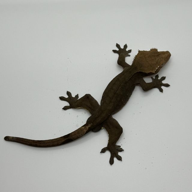 팬텀 챠콜 알티