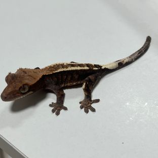 카푸치노