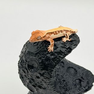 P 버터