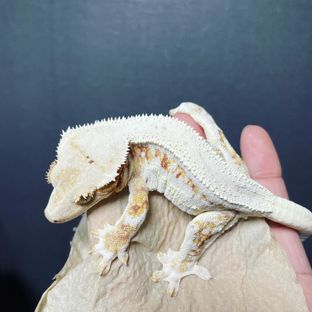 피코