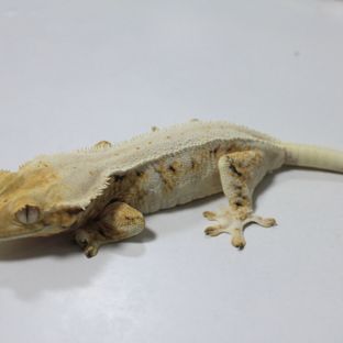 트릴