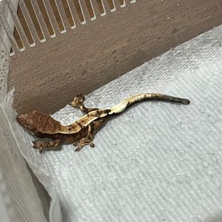 세이블