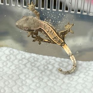 세이블
