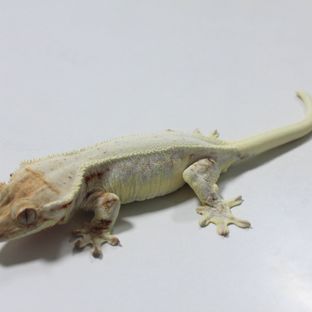 뮤