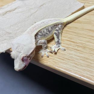 오덕