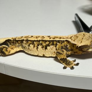 반야
