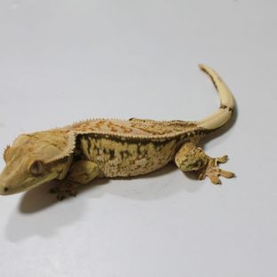 지크