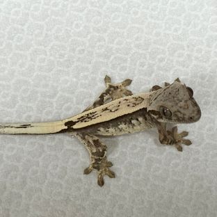 세이블