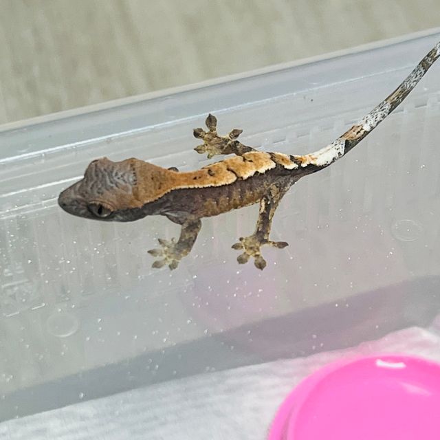 세이블