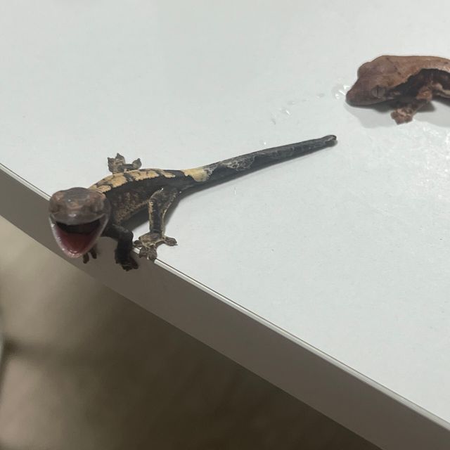세이블