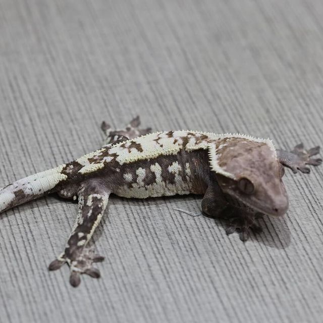 세이블