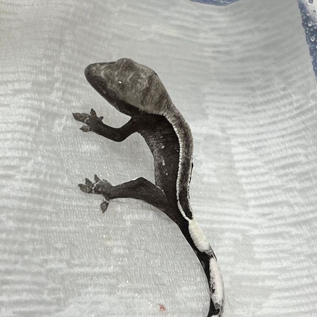 풀핀 아잔틱