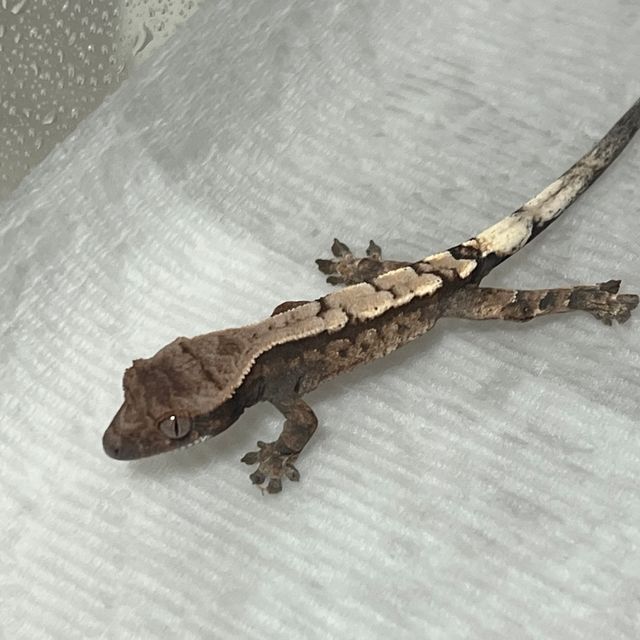 세이블