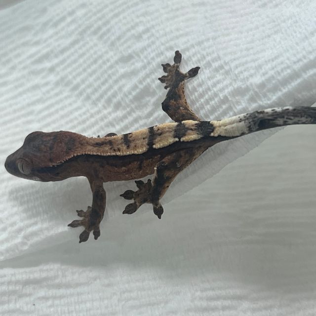 세이블
