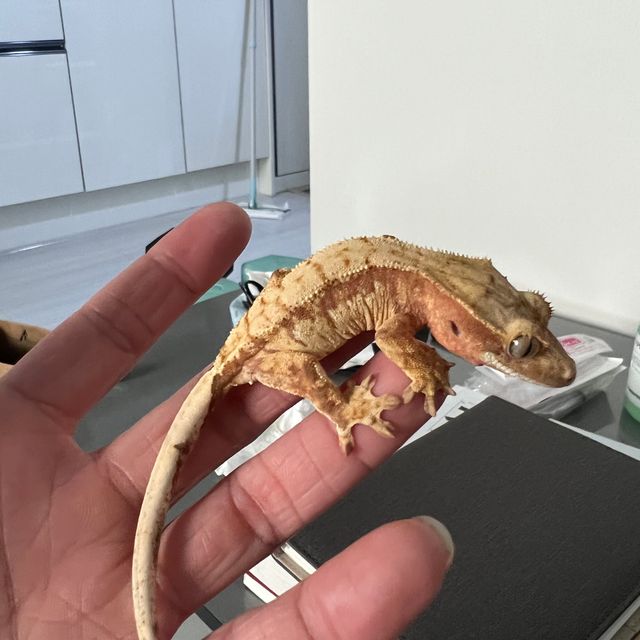 노멀 드리피 레드