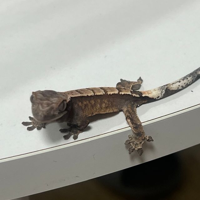 세이블